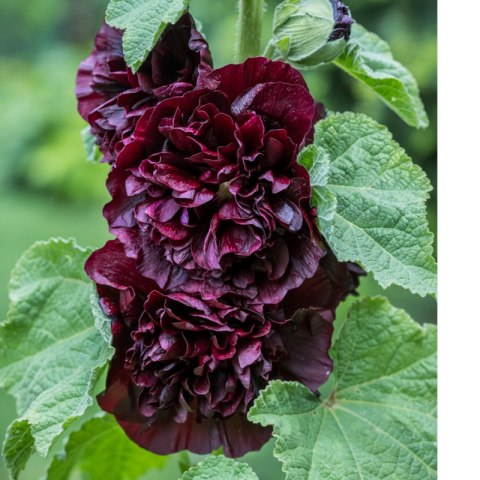 Malwa różowa - Alcea rosea 'Charter's Double Purple'