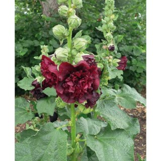 Malwa różowa - Alcea rosea 'Charter's Double Purple'