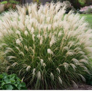 Miskant chiński- Miscanthus sinensis 'Adagio'
