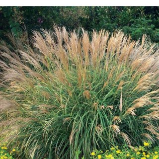 Miskant chiński- Miscanthus sinensis 'Adagio'