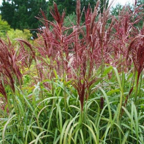 Miskant chiński- Miscanthus sinensis 'Dronning Ingrid'