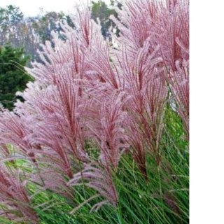 Miskant chiński- Miscanthus sinensis 'Dronning Ingrid'