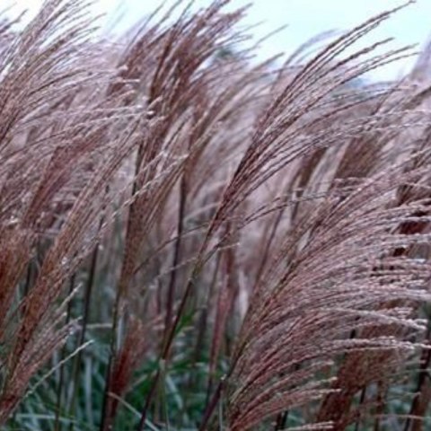 Miskant chiński- Miscanthus sinensis 'Dronning Ingrid'