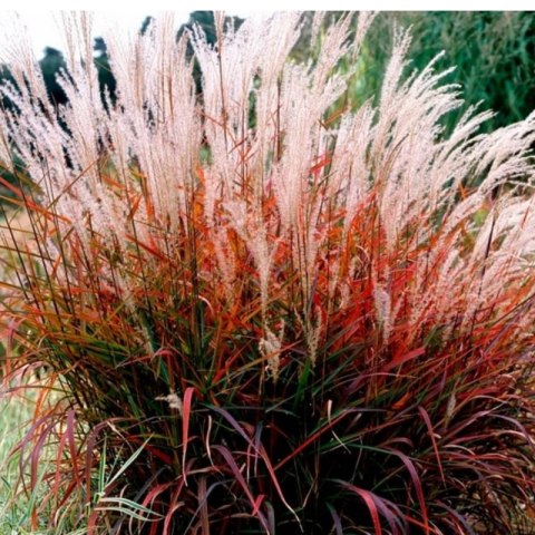Miskant chiński- Miscanthus sinensis 'Dronning Ingrid'