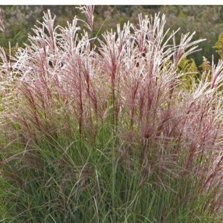Miskant chiński - Miscanthus sinensis 'Ferner Osten'