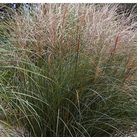 Miskant chiński - Miscanthus sinensis 'Ferner Osten'