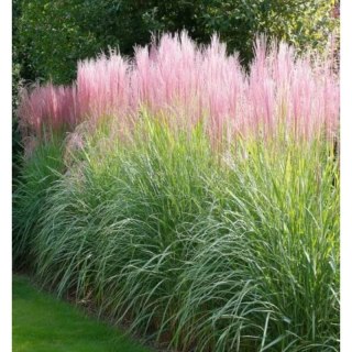 Miskant chiński - Miscanthus sinensis 'Flamingo'