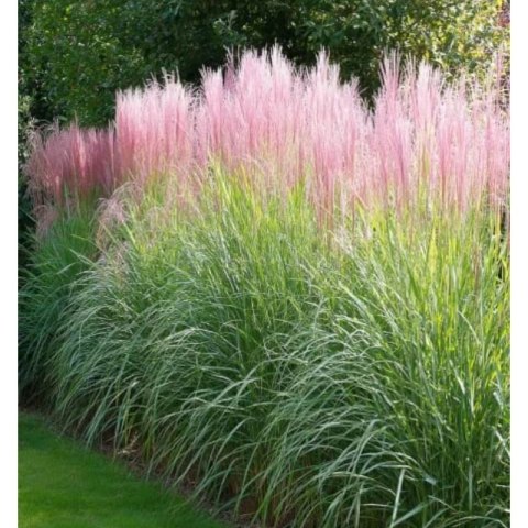 Miskant chiński - Miscanthus sinensis 'Flamingo'