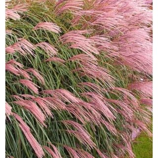 Miskant chiński - Miscanthus sinensis 'Flamingo'