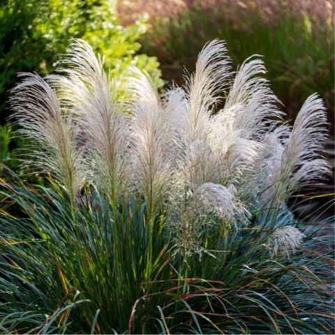 Miskant chiński- Miscanthus sinensis 'Graziella'