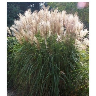 Miskant chiński- Miscanthus sinensis 'Graziella'
