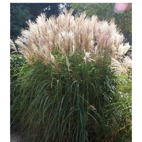 Miskant chiński- Miscanthus sinensis 'Graziella'