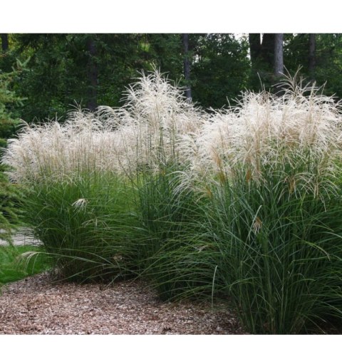 Miskant chiński- Miscanthus sinensis 'Graziella'