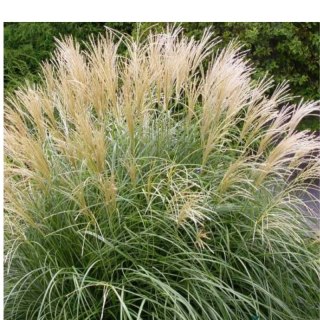 Miskant chiński- Miscanthus sinensis 'Herman Mussel'