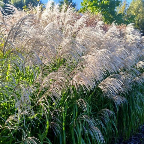 Miskant chiński- Miscanthus sinensis 'Memory'