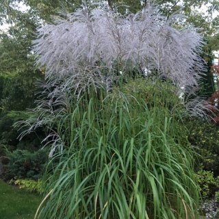 Miskant chiński- Miscanthus sinensis 'Memory'