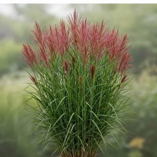 Miskant chiński - Miscanthus sinensis 'Red Chief'