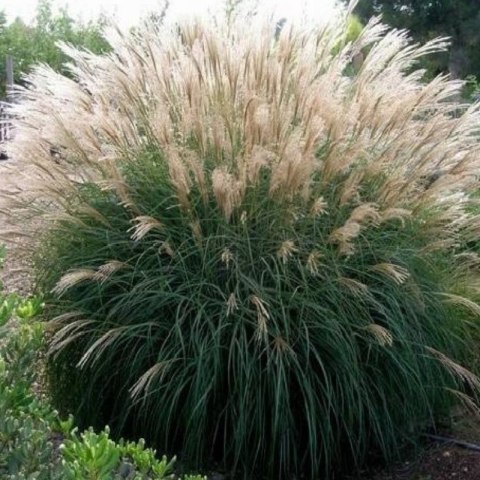 Miskant chiński -Miscanthus sinensis 'Silberfeder'