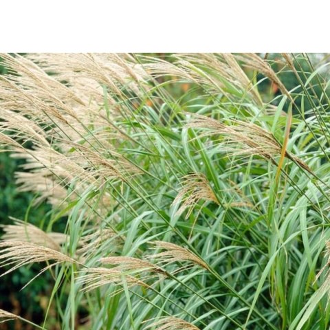 Miskant chiński -Miscanthus sinensis 'Silberfeder'