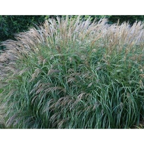 Miskant chiński - Miscanthus sinensis 'Yakushima Dwarf'