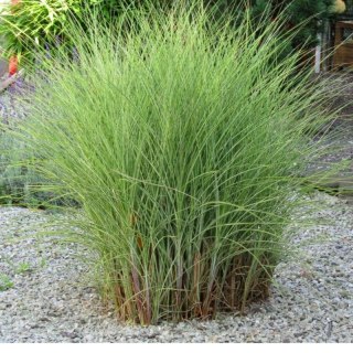 Miskant chiński 'Morning Light', Miscanthus sinensis
