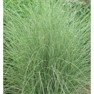 Miskant chiński 'Morning Light', Miscanthus sinensis