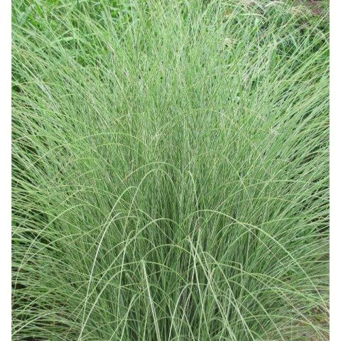 Miskant chiński 'Morning Light', Miscanthus sinensis