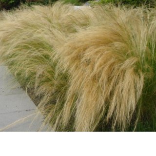 Ostnica Mocna - Stipa Tenuissima 'Pony Tails'
