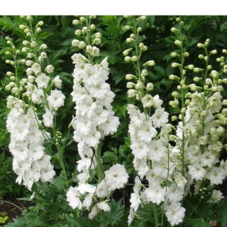 Ostróżka - Delphinium 'Pacific Giant Galahard'