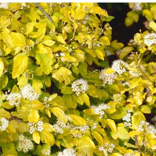 Pęcherznica kalinolistna - Physocarpus opulifolius 'Dart's Gold'