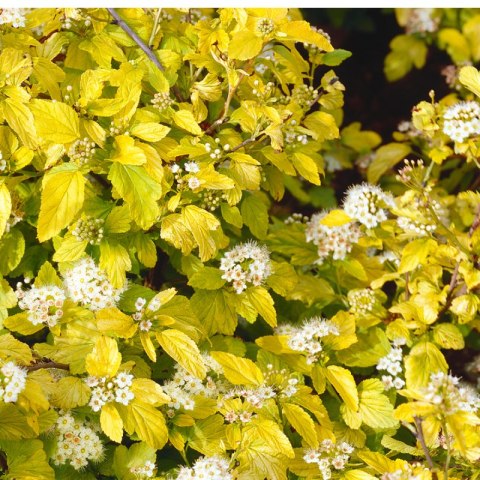 Pęcherznica kalinolistna - Physocarpus opulifolius 'Dart's Gold'