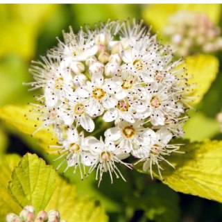 Pęcherznica kalinolistna - Physocarpus opulifolius 'Dart's Gold'
