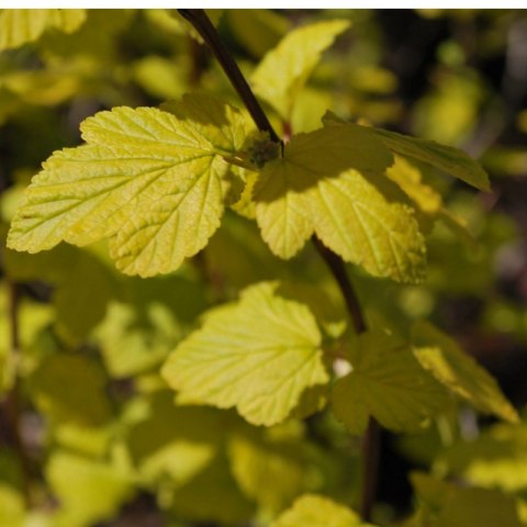 Pęcherznica kalinolistna - Physocarpus opulifolius 'Dart's Gold'
