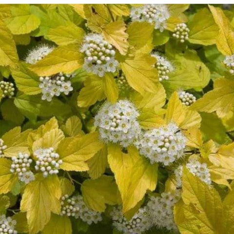 Pęcherznica kalinolistna - Physocarpus opulifolius 'Dart's Gold'