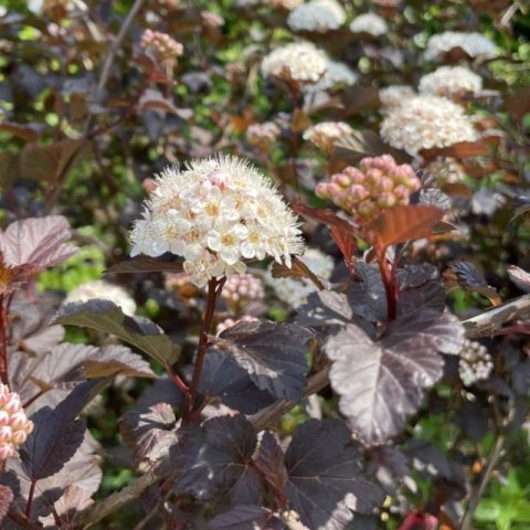 Pęcherznica kalinolistna - Physocarpus opulifolius 'Diable D'or'