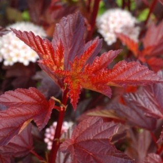 Pęcherznica kalinolistna - Physocarpus opulifolius 'Diable D'or'