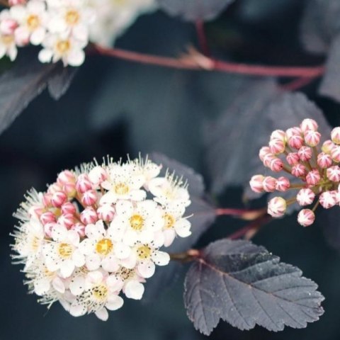Pęcherznica kalinolistna - Physocarpus opulifolius 'Diable D'or'