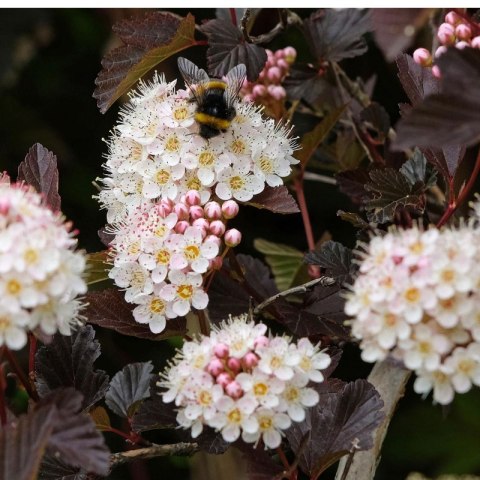 Pęcherznica kalinolistna - Physocarpus opulifolius 'Diable D'or'