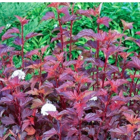Pęcherznica kalinolistna - Physocarpus opulifolius 'Diable D'or'