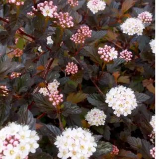 Pęcherznica kalinolistna - Physocarpus opulifolius 'Diabolo' (R)