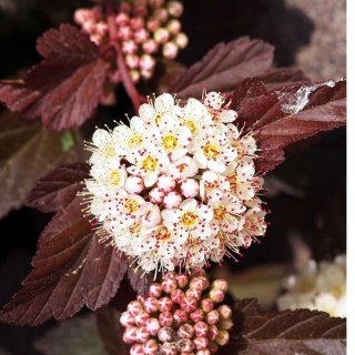 Pęcherznica kalinolistna - Physocarpus opulifolius 'Diabolo' (R)