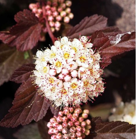 Pęcherznica kalinolistna - Physocarpus opulifolius 'Diabolo' (R)