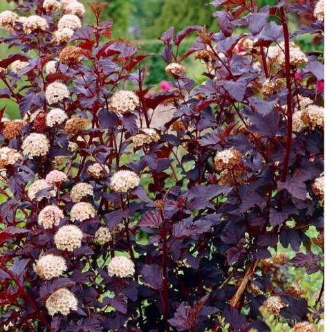 Pęcherznica kalinolistna - Physocarpus opulifolius 'Diabolo' (R)
