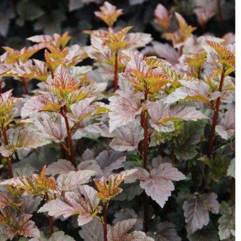 Pęcherznica kalinolistna - Physocarpus opulifolius 'Diabolo' (R)