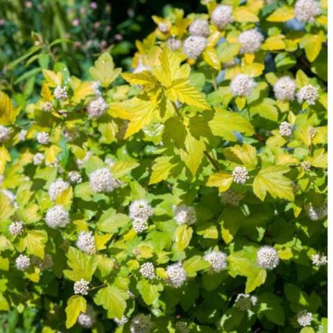Pęcherznica kalinolistna - Physocarpus opulifolius 'Luteus'