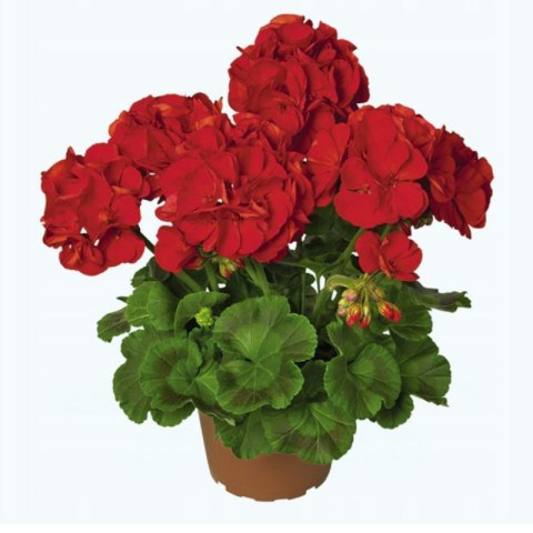 Pelargonia