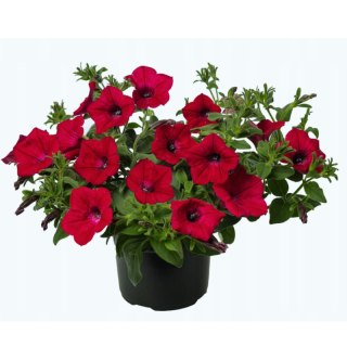 Petunia