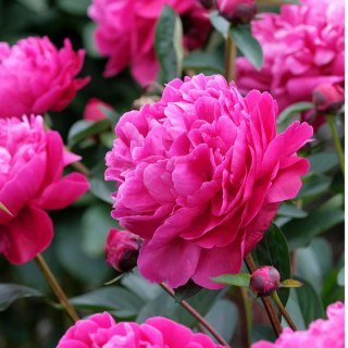 Piwonia 'Red Sarah Bernhardt' - Paeonia lactiflora