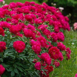 Piwonia 'Red Sarah Bernhardt' - Paeonia lactiflora