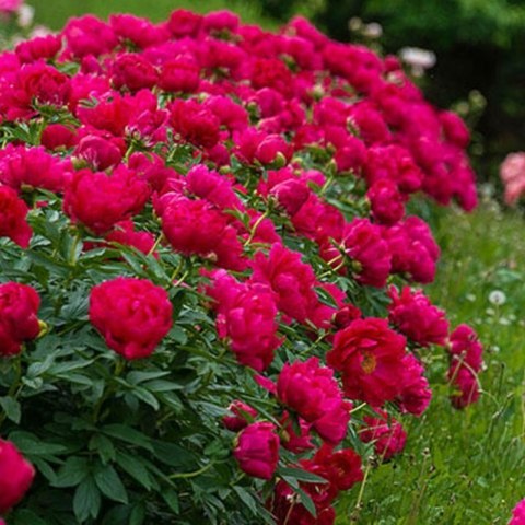 Piwonia 'Red Sarah Bernhardt' - Paeonia lactiflora